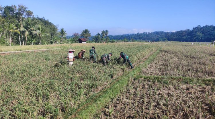 Dukung Ketahanan Pangan, Danramil Punggelan Turun ke Sawah Dampingi Petani Panen Padi