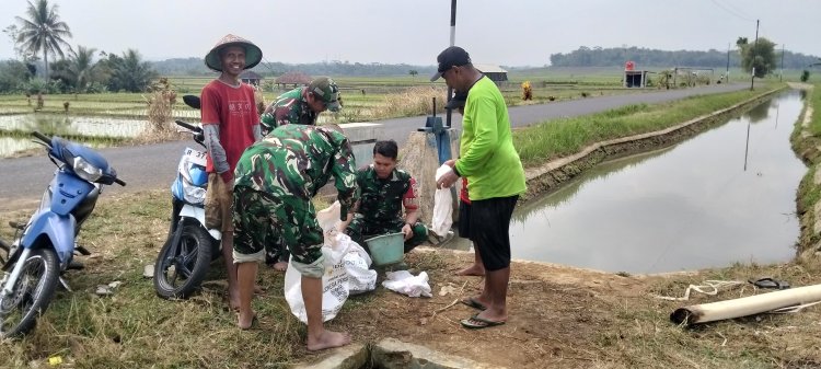 Semangat Babinsa Kebersamaan Membantu Pentani Saat Menabur Garam Padi diwilayah