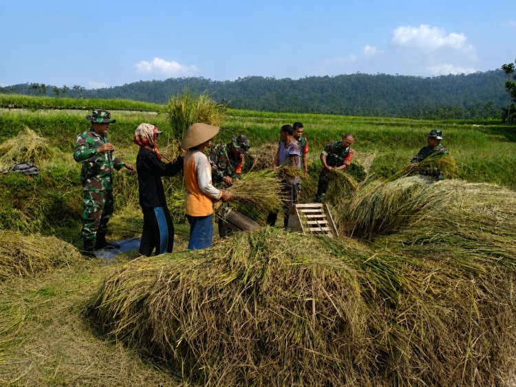Sukseskan Ketahanan Pangan Babinsa Bantu Petani Panen Padi