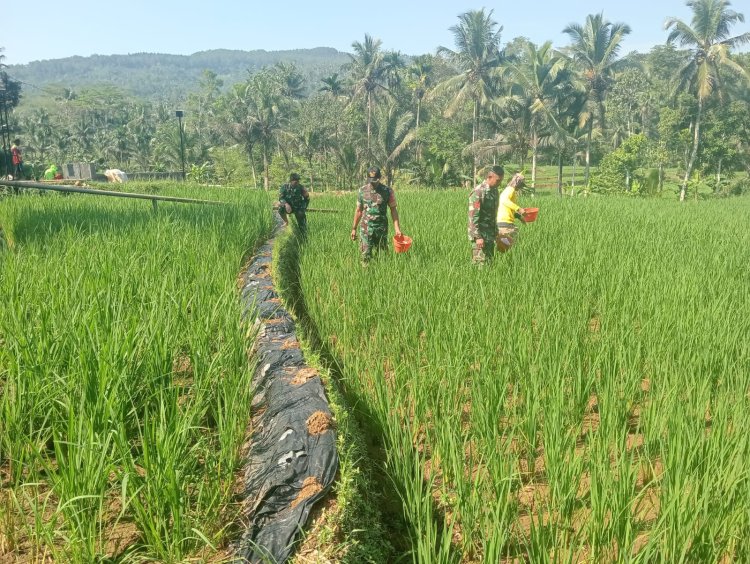 DANRAMIL 01/BANJARNEGARA DAN BABINSA DAMPINGI PETANI PEMUPUKAN PADI