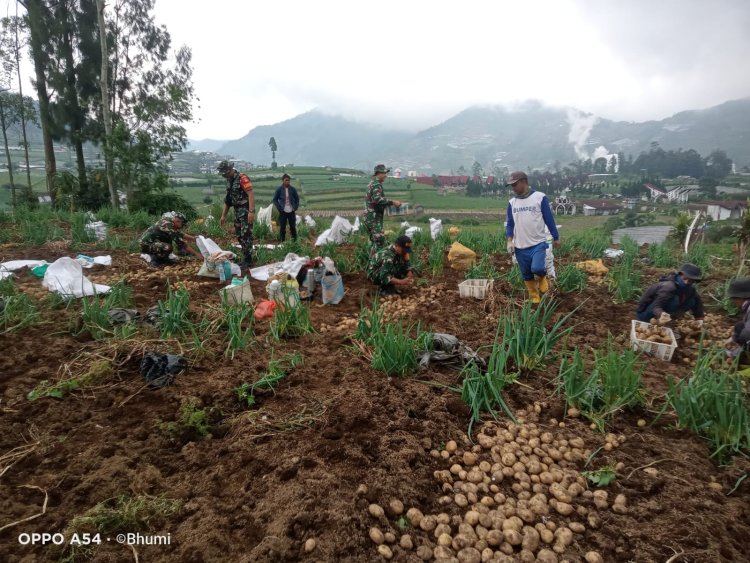 Upaya Sukseskan Ketahanan Pangan Nasional Koramil Bantu Petani Panen Kentang