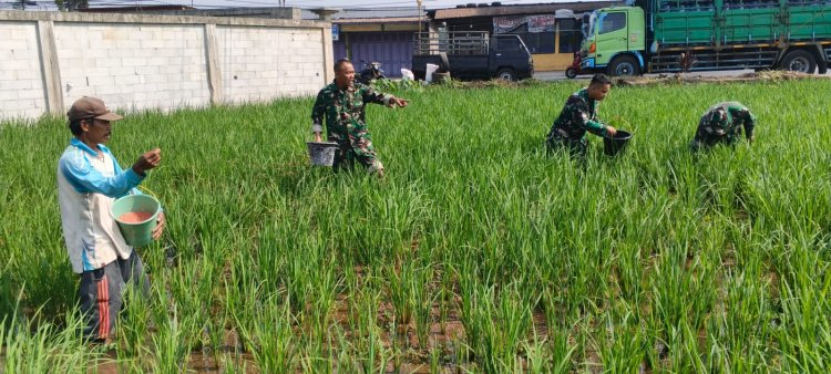 Babinsa Koramil 07 Mandiraja Dampingi Petani memupuk padi di Wilayah desa Binaan