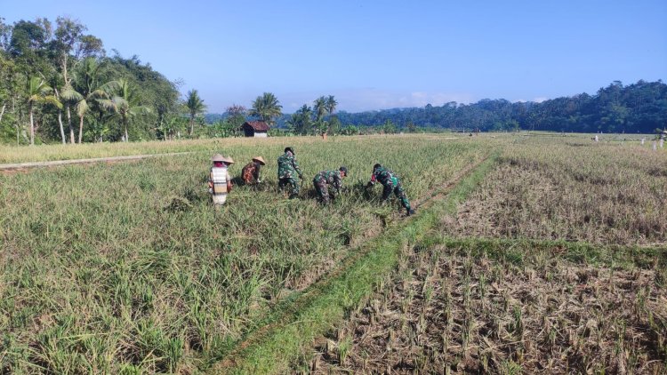 Dukung Ketahanan Pangan, Danramil Punggelan Turun ke Sawah Dampingi Petani Panen Padi