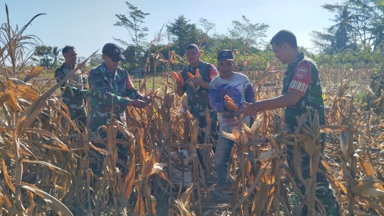 Sinergi TNI dan Petani Kutayasa Panen Jagung Melimpah Siap Sukseskan Ketahanan Pangan Nasional