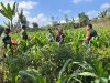 Dukung Ketahanan Pangan Anggota Koramil Dan Babinsa Turun Bantu Petani Perawatan Jagung