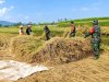 Wujudkan progam pemerintah Koramil 14/Madukara membantu proses panen padi bersama petani