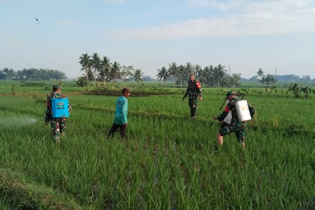 Babinsa Koramil 02 Klampok Dampingi Petani Semprot Padi Antisipasi Serangan Wereng Coklat