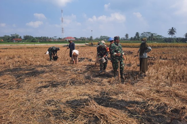 Koramil 03 Wanadadi Dampingi Poktan Maju Makmur Tanam Jagung