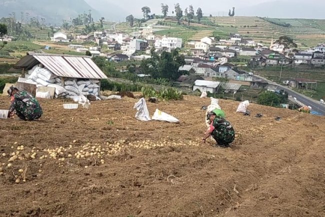 Babinsa Koramil 05 Batur Pendampingan dalam membantu petani
