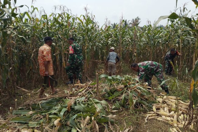 Babinsa Koramil 07/Mandiraja Bantu Petani Panen Jagung