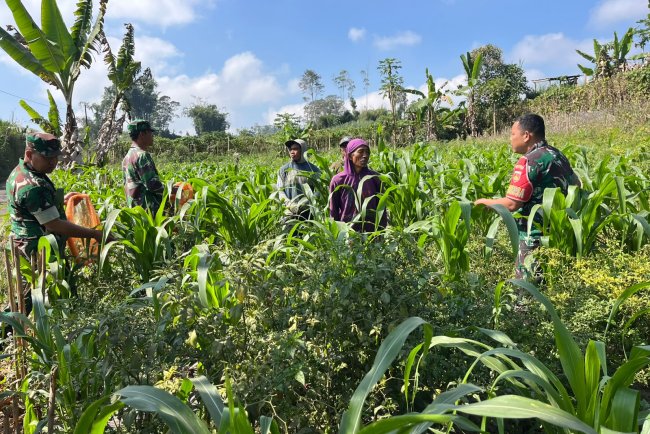Dukung Ketahanan Pangan Anggota Koramil Dan Babinsa Turun Bantu Petani Perawatan Jagung