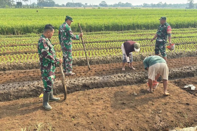 Babinsa dan Poktan Sekar Tani Bersama-sama Tanam Jagung di Musim Kemarau