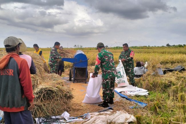 Penuh dengan Keakraban Babinsa Bantu Panen petani diwilayah Binaan