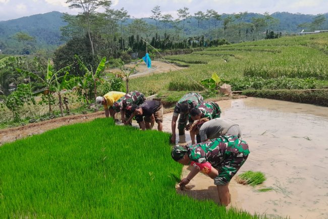 Danramil 12 Sigaluh Tanam Padi Bersama Poktan Maju Makmur Bojanegara