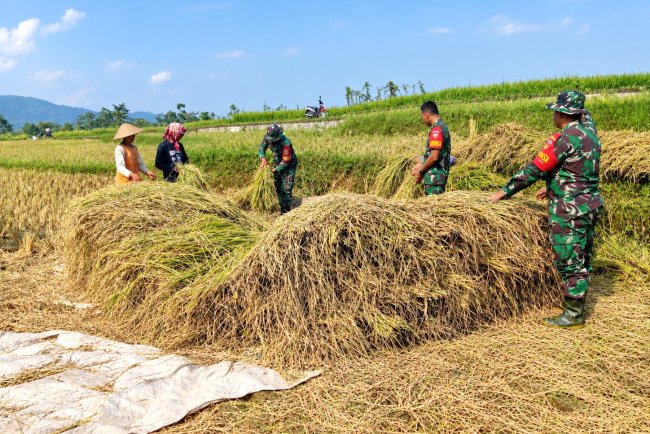 Wujudkan progam pemerintah Koramil 14/Madukara membantu proses panen padi bersama petani