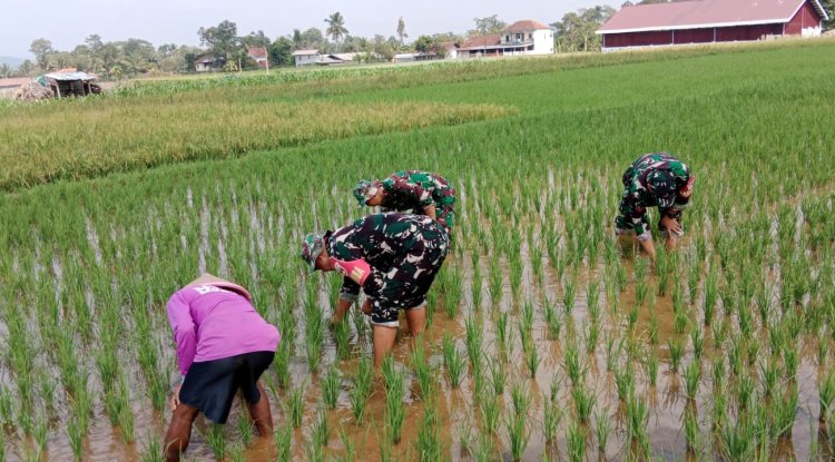 Babinsa Desa Tenggeles Koramil 14 Madukara pendampingan membantu penyiangan