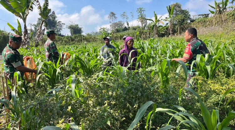 Dukung Ketahanan Pangan Anggota Koramil Dan Babinsa Turun Bantu Petani Perawatan Jagung