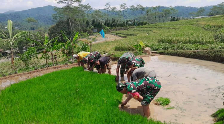 Danramil 12 Sigaluh Tanam Padi Bersama Poktan Maju Makmur Bojanegara
