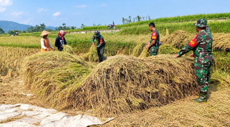 Wujudkan progam pemerintah Koramil 14/Madukara membantu proses panen padi bersama petani
