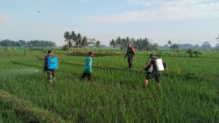 Babinsa Koramil 02 Klampok Dampingi Petani Semprot Padi Antisipasi Serangan Wereng Coklat