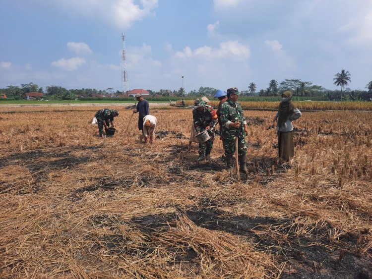 Koramil 03 Wanadadi Dampingi Poktan Maju Makmur Tanam Jagung