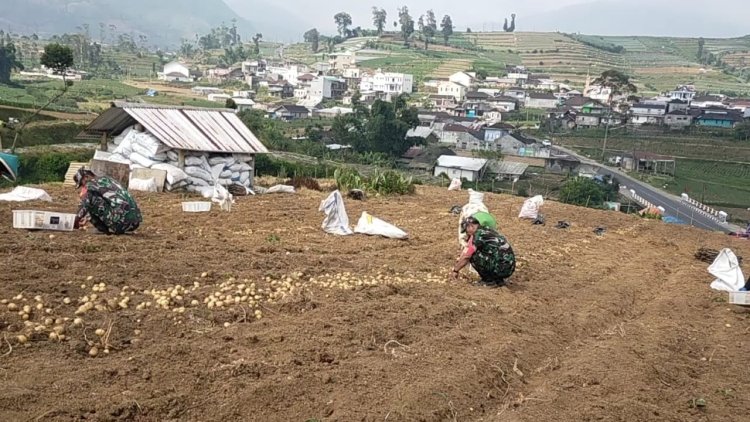 Babinsa Koramil 05 Batur Pendampingan dalam membantu petani