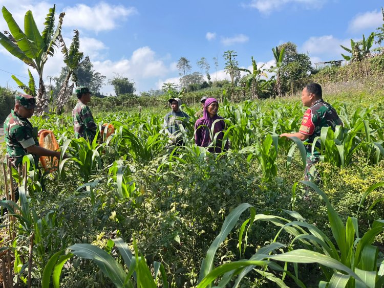 Dukung Ketahanan Pangan Anggota Koramil Dan Babinsa Turun Bantu Petani Perawatan Jagung