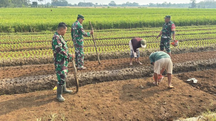 Babinsa dan Poktan Sekar Tani Bersama-sama Tanam Jagung di Musim Kemarau
