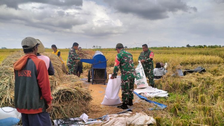 Penuh dengan Keakraban Babinsa Bantu Panen petani diwilayah Binaan