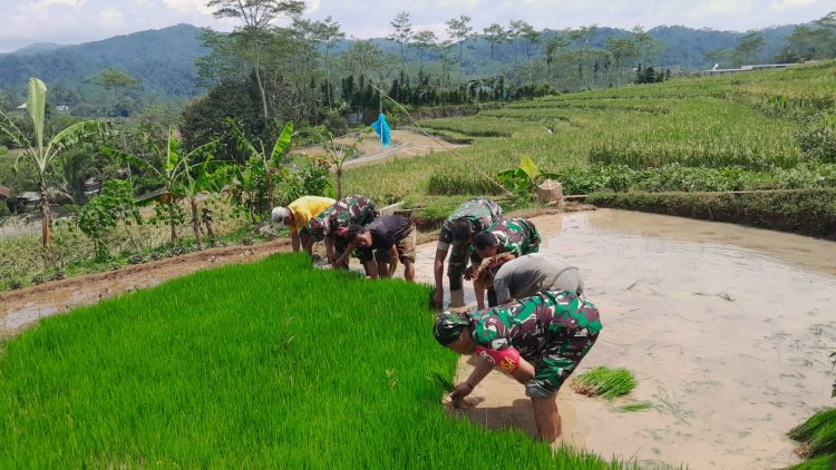 Danramil 12 Sigaluh Tanam Padi Bersama Poktan Maju Makmur Bojanegara