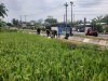 Hadapi Kemarau Panjang, Koramil 03/Wanadadi Bantu Pengairan 24 Hektare Sawah di Linggasari