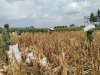 Mendukung Program Ketahanan Pangan Babinsa Membantu Pentani Saat Penan jagung diwilayah