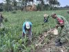 Anggota Koramil 10/Bawang Bersama Kelompok Tani Desa Mantrianom Lakukan Perawatan Tanaman Jagung