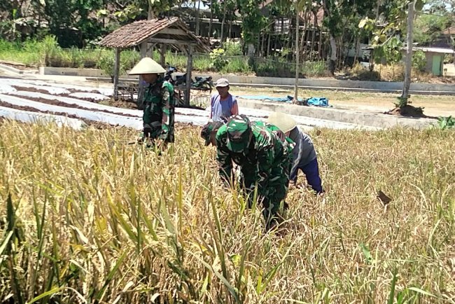 Panen Padi Bersama Poktan Margi Tani Babinsa Koramil 15/Rakit Perkuat Pendampingan Ketahanan Pangan