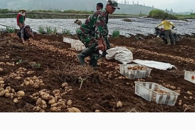 Danramil 05/Batur Bersama Kelompok Tani Panen Kentang di Dieng, Cuaca dan Harga Pasar Jadi Perhatian