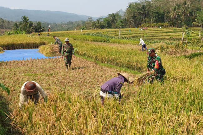 Sukseskan Ketahanan Pangan Danramil Dan Babinsa Terhun Langsung Bantu Petani Panen Padi