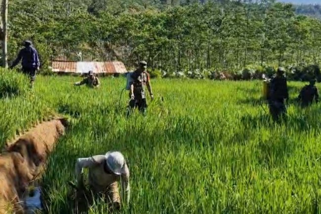 Berantas Hama Tanaman Babinsa Koramil 04 Karangkobar Bantu Petani Semprot Tanaman Padi