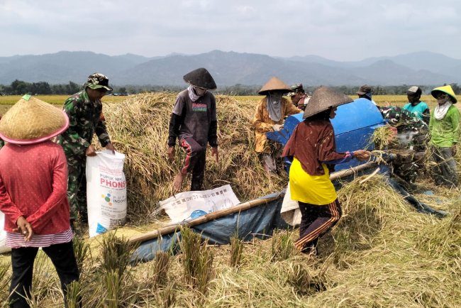 Koramil 02/Klampok Melaksanakan Panen Padi Bersama Poktan Sampurna Desa Kalimandi
