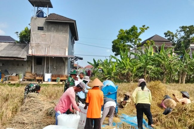 Babinsa Bantu Panen Padi Petani Wujudkan Ketahanan Pangan Nasional