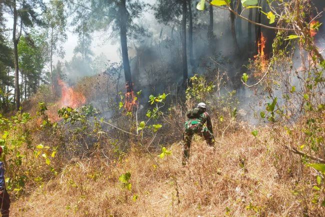 Babinsa Koramil 07/Mandiraja Bersama Tim Gabungan Padamkan Kebakaran Lahan Pinus di Glempang