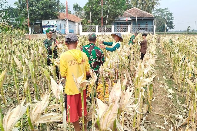 Babinsa Panen Jagung Bersama Masyarakat Susukan