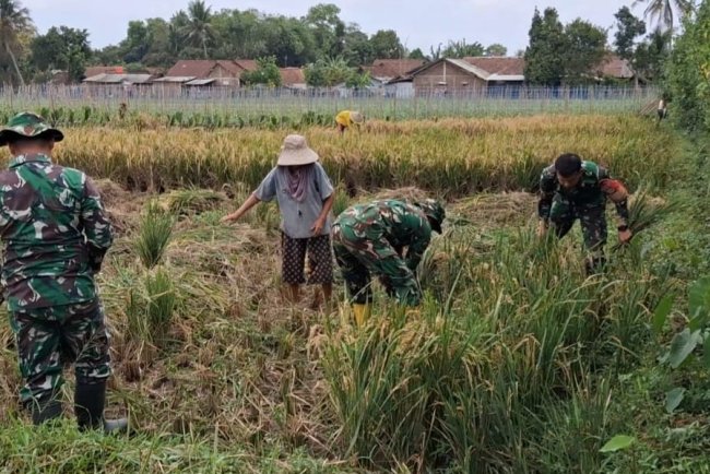 Danramil 08/Purwanegara Pimpin Pendampingan Panen Padi di Desa Danaraja Wujudkan Ketahanan Pangan
