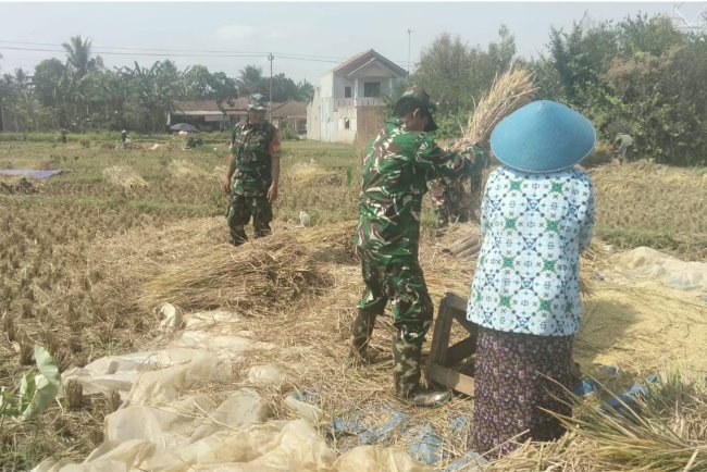 Bantu Petani Saat Musim Panen, Danramil 15/Rakit dan Babinsa Turun ke Sawah Bersama Poktan Margo Tani