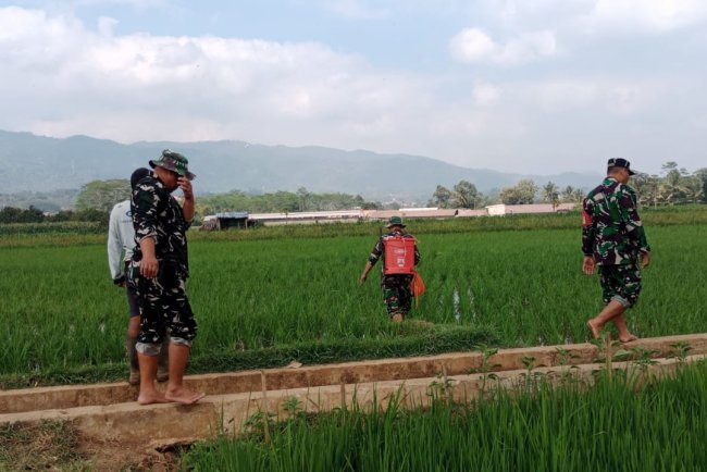 Peduli dengan ketahanan pangan babinsa membantu petaniperawatan padi