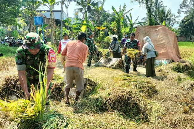Dukung Ketahanan Pangan, Babinsa Koramil 01/Banjarnegara Dampingi Petani Panen Padi