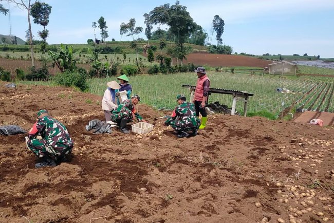 Danramil 05/Batur Dampingi Petani Panen Kentang di Desa Pekasiran