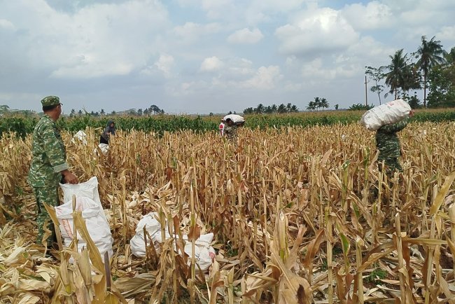 Mendukung Program Ketahanan Pangan Babinsa Membantu Pentani Saat Penan jagung diwilayah
