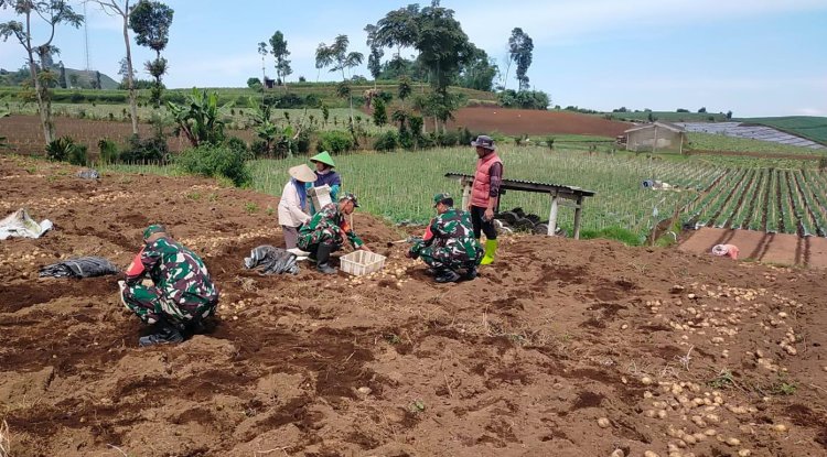 Danramil 05/Batur Dampingi Petani Panen Kentang di Desa Pekasiran