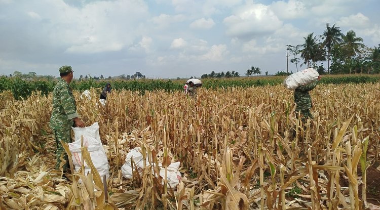 Mendukung Program Ketahanan Pangan Babinsa Membantu Pentani Saat Penan jagung diwilayah