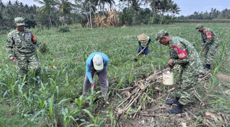 Anggota Koramil 10/Bawang Bersama Kelompok Tani Desa Mantrianom Lakukan Perawatan Tanaman Jagung